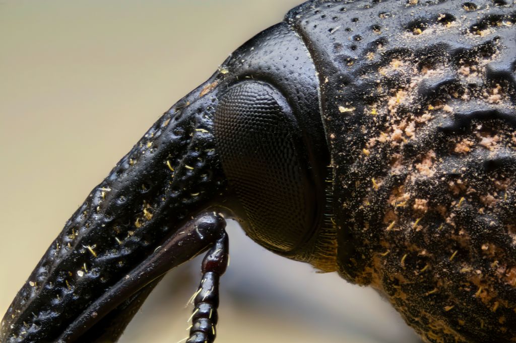 Curculionidae - Aclees taiwanensis? Sì.